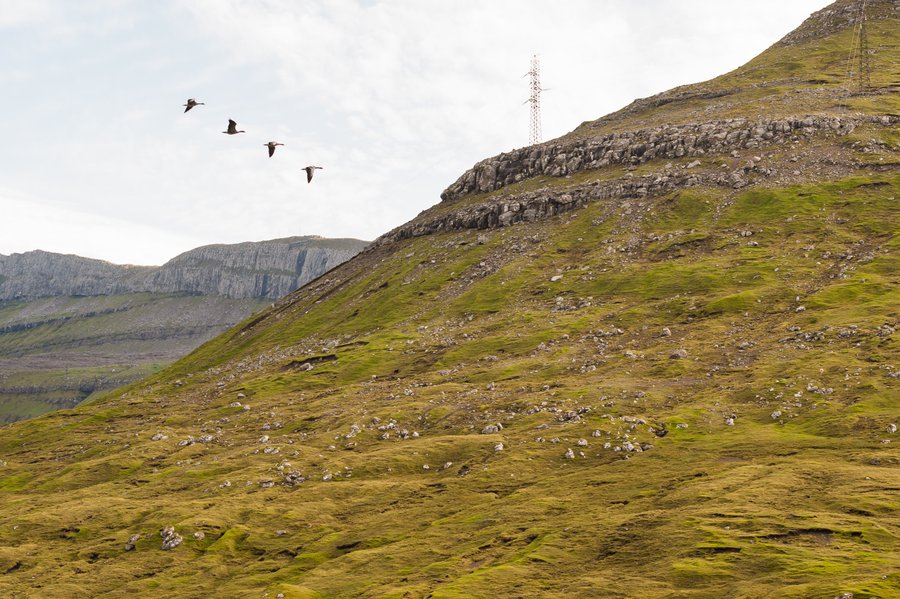 FaroeIsland2015_2342 FaroeIsland2015_2342