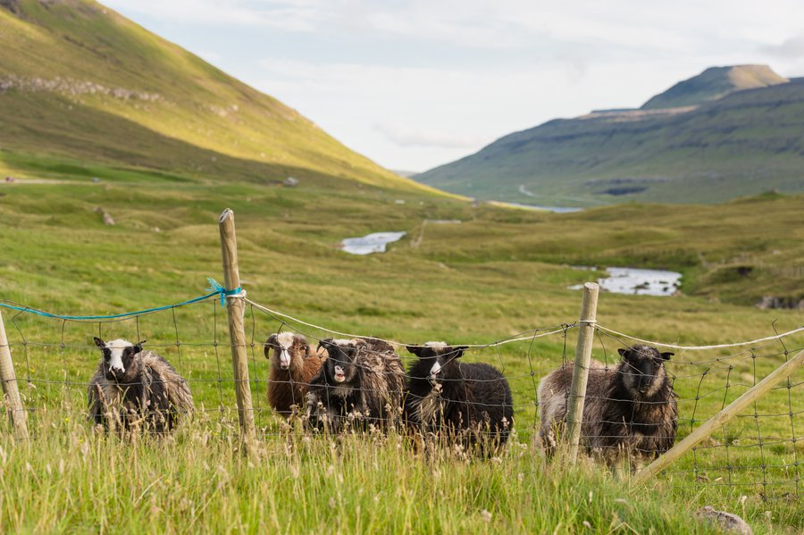 FaroeIsland2015_2339 FaroeIsland2015_2339