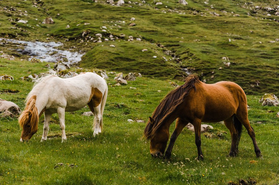 FaroeIslands2015_1069 FaroeIslands2015_1069