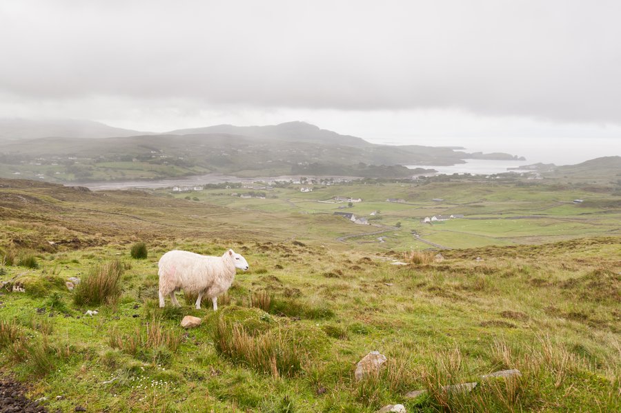 Ireland2013-6051