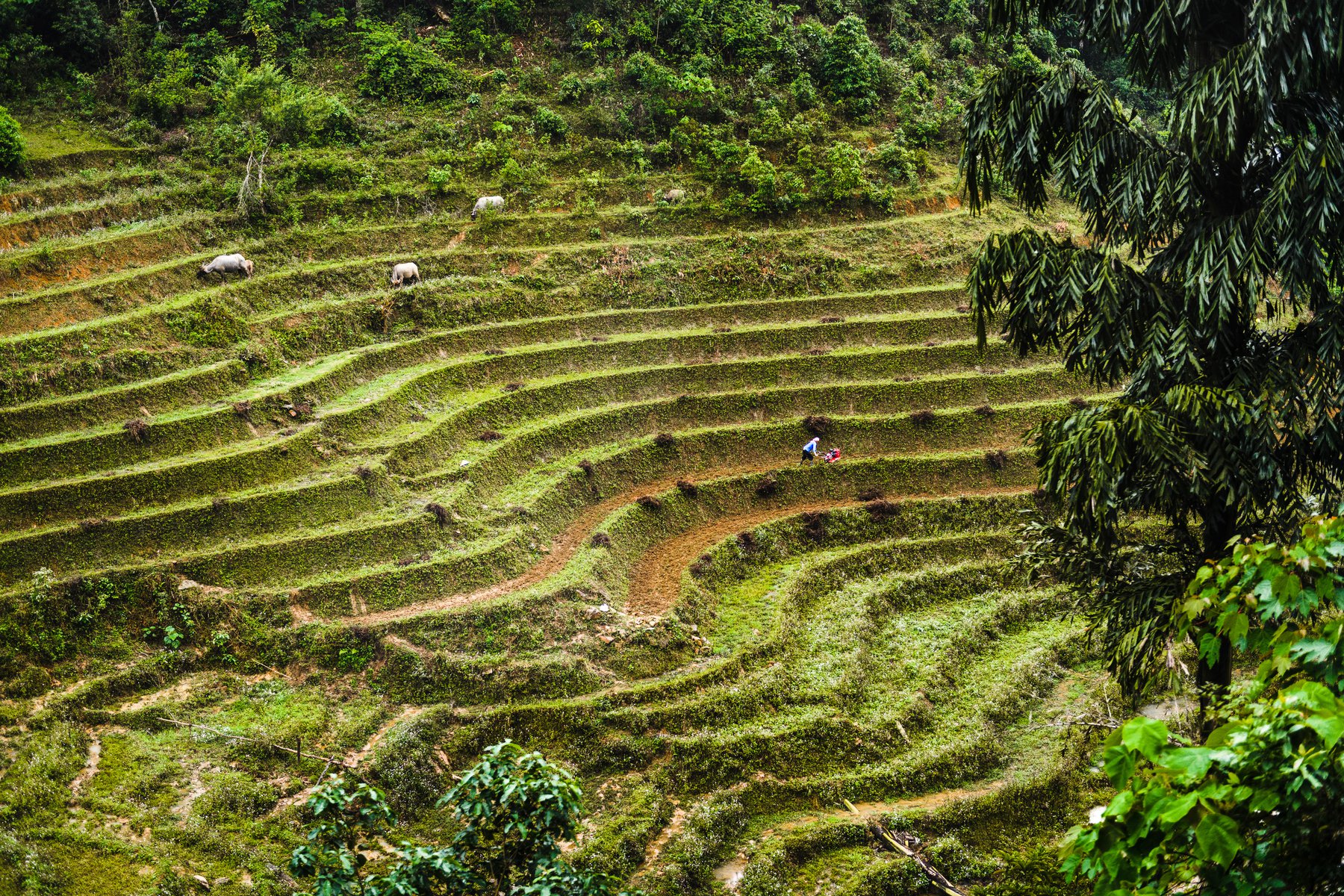 Hoang Lien National Park, Vietnam For Instants