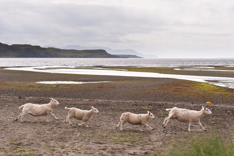 Scotland2014_Skye-32