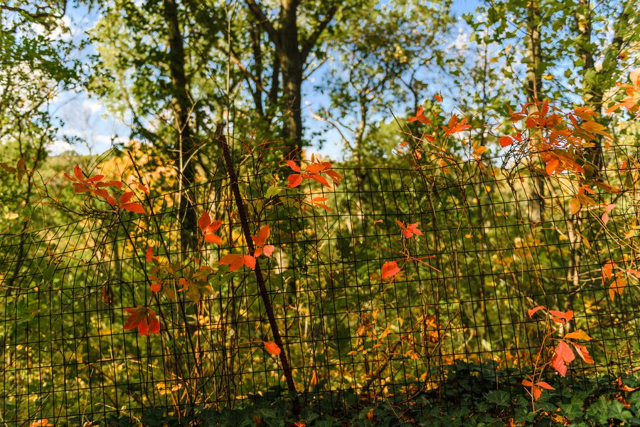 prospectpark2016-_d5a3308