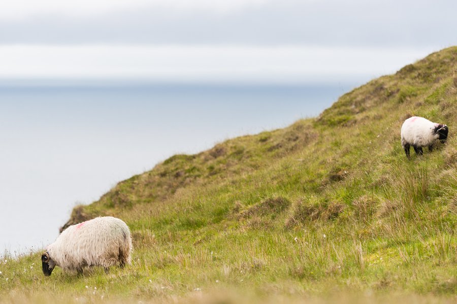 Ireland2013-6086